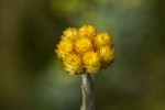 Helichrysum cephaloideum