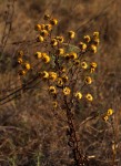 Helichrysum cooperi