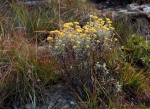 Helichrysum lepidissimum