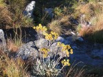 Helichrysum nitens subsp. nitens