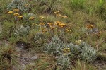 Helichrysum nitens subsp. nitens