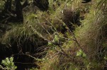 Helichrysum rhodellum