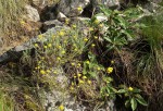 Helichrysum moorei