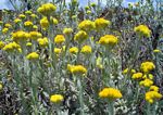 Helichrysum splendidum