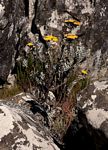 Helichrysum africanum