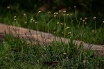 Tridax procumbens