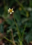 Tridax procumbens