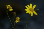 Senecio aetfatensis