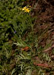 Senecio aetfatensis