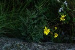 Senecio aetfatensis