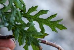 Senecio aetfatensis