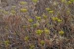 Senecio barbertonicus