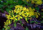 Senecio deltoideus