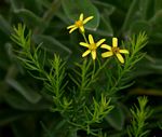 Senecio gazensis