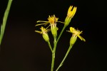 Senecio gazensis