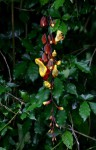 Thunbergia mysorensis