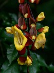 Thunbergia mysorensis