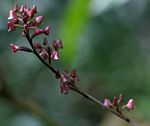 Polystachya concreta (red-flowered form)