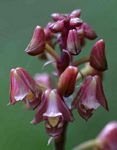 Polystachya concreta (red-flowered form)