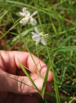 Chlorophytum galpinii