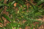 Asplenium gemmascens