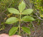 Commiphora schlechteri