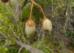 Commiphora schlechteri