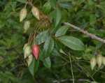 Commiphora schlechteri