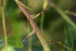 Commiphora serrata