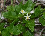 Solanum litoraneum