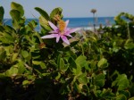 Grewia occidentalis var. litoralis