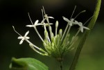 Pavetta decumbens