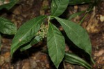 Pavetta decumbens