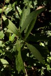 Pavetta decumbens