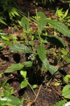 Pavetta decumbens