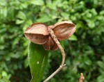 Combretum illairii