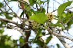 Combretum kraussii