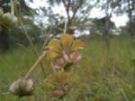 Asclepias longissima