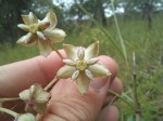 Asclepias longissima