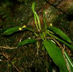 Polystachya cultriformis (yellow-flowered form)