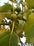 Ficus ovata