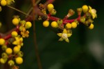 Leea guineensis