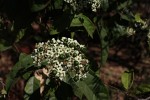 Clerodendrum schweinfurthii