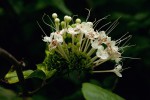 Clerodendrum schweinfurthii