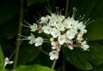 Clerodendrum schweinfurthii