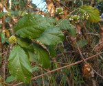 Clerodendrum schweinfurthii