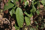 Clerodendrum schweinfurthii