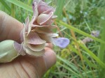 Tinnea apiculata