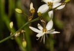 Chlorophytum nyasae