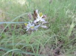 Chlorophytum sphacelatum var. hockii